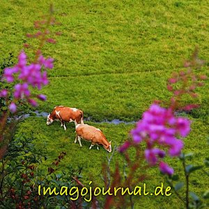 Am Silser See