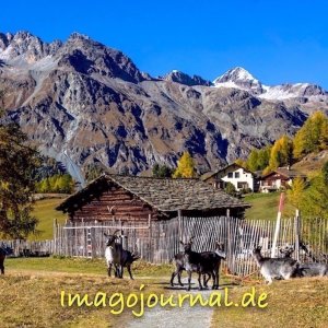 Val Fex - Ziegenherde